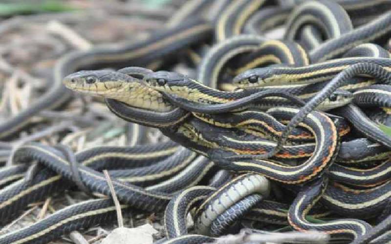 Mơ thấy nhiều rắn